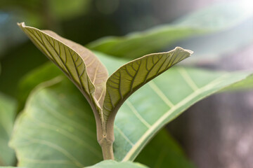 Young teak (Tectona grandis) green leaves.