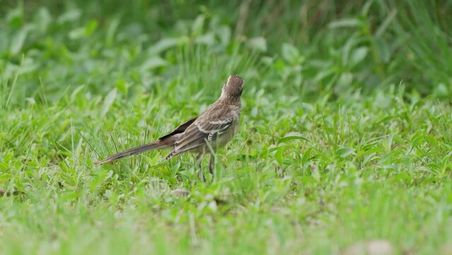 Omnivorous chalk-browed mockingbird, mimus saturninus foraging on the ground, looking around at its grassy surroundings at ibera wetlands, pantanal natural region.