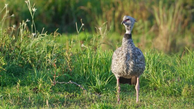 Front facing southern screamer, chauna torquata standing still on the ground, looking to the left surrounded by grassy vegetations under beautiful sunlight at ibera wetlands, pantanal natural region.