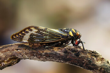 Cicada in tropical rain forest of Thailand. Blue butterfly-wings cicada (Distantalna splendida)