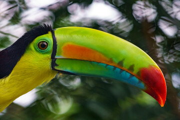 Keel-billed toucan close up shot looking to the right
