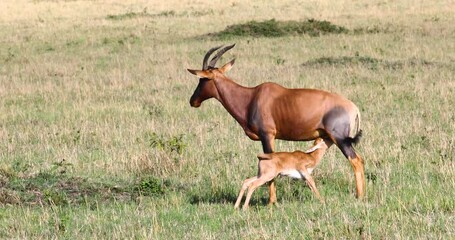 A cute young babu topi nursing from mother in Kenya, Africa