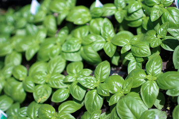 tiny basil plant leaves