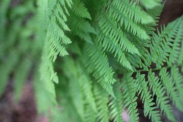 fern leaves in the forest
