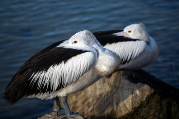 Pelicans Australia