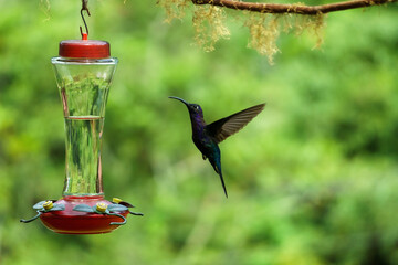 Obraz premium Violet sabrewing hummingbird approaches a feeder, profile
