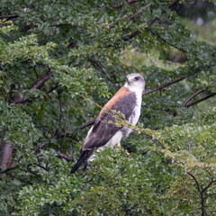 Aguilucho (Geranoaetus polyosoma) hembra
