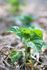 Habanero Little Tiny Plant