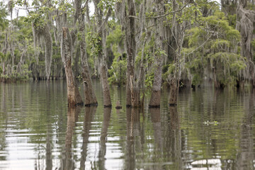 Group of Water Tupelo trees covered with Spanish moss grow in a Louisiana swamp