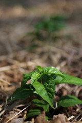 Habanero Little Tiny Plant in a Row