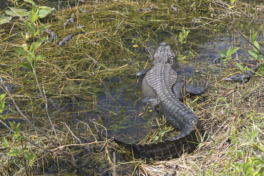 Alligator mother with babies in the Florida pond resting in the shallow water