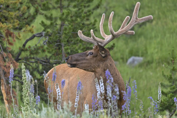 Side view of the male Elk with large antlers. Yellowstone National Park, Wyoming, USA.