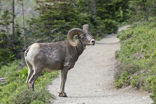 Bighorn sheep on the trail in the Glacier National Park, Montana, USA