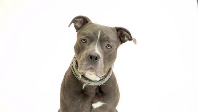 Closeup video of a hungry drooling large pit bull terrier dog with attentive expression tilting head and looking around