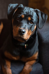 Portrait of a Rottweiler 