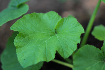 Pumpkin Leaves