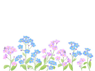 青色とピンクの忘れな草のイラスト