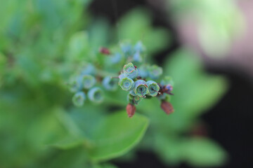 close up of blueberries on the bush