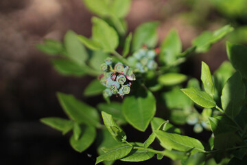 close up of blueberries on the bush