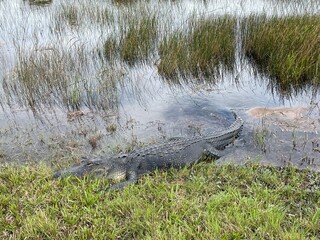 alligator in the swamp