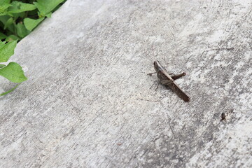insecto encima de una roca