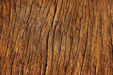 The bark of the tree has a beautiful natural pattern.