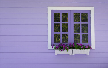 The purple window frame with petunia flowers in white pots on a purple wooden wall.