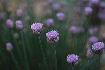 Close Up Purple Chive Flowers in Bloom