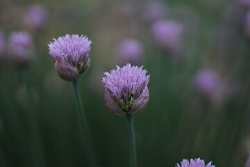 Close Up Purple Chive Flowers in Bloom