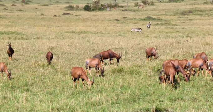 African safari scene of a herd of topi antelope in Kenya Africa with warthog and zebra in the background