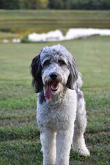 aussie doodle poodle mix tongue sticking out portrait