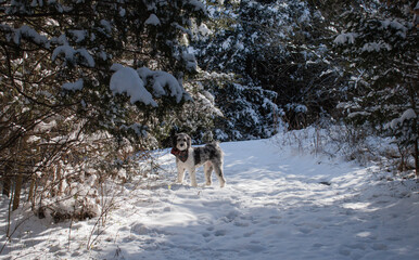 aussie doodle poodle mix playing in snow