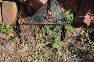rake in the garden