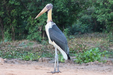 The marabou stork is a large wading bird in the stork family Ciconiidae.
Cambodia. The picture was taken on Tonle Sap Lake, near the town of Siem Reap. 
