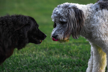 aussie doodle and border collie golden retriever face off