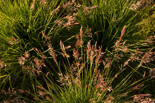 Floral ornamental grasses. Closeup view of Melinis nerviglumis, also called Ruby Grass, green foliage and red, pink flowers spring blooming in the garden.