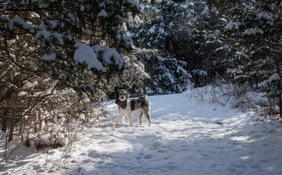aussie doodle poodle mix playing in snow