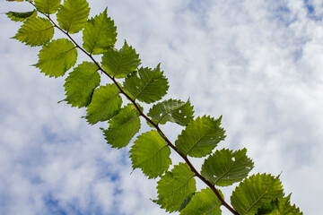 Fototapeta na wymiar Elm leaves against a beautiful blue sky with clouds