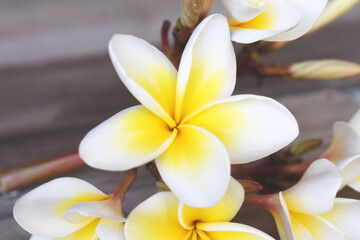 frangipani flower on a surface