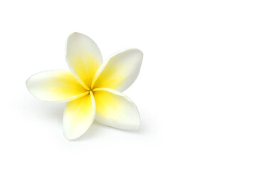 frangipani flower isolated on white
