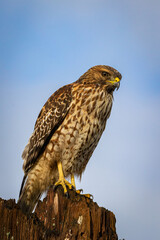 red shouldered hawk sitting on a stump
