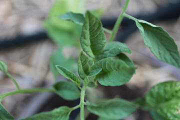 Vine Sprout Young Plant in Garden