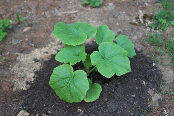 Pumpkin Sprout Young Plant in Garden just planted