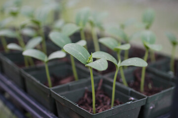 seedlings in a pot