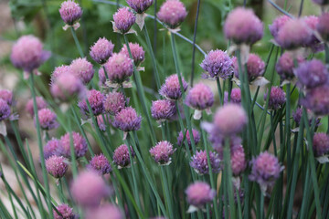 Chive Blossoms Flowers Over Ripe
