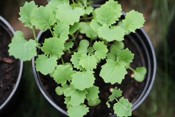 Sprout Plant Seedling Garden Farm