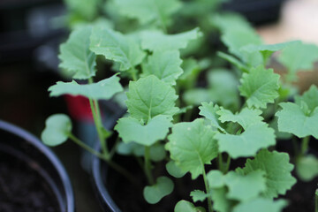 Sprout Plant Seedling Garden Farm