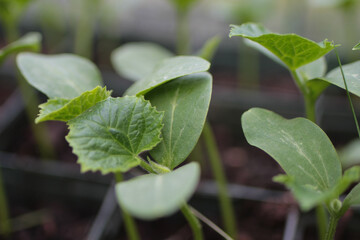 Sprout Plant Seedling Garden Farm