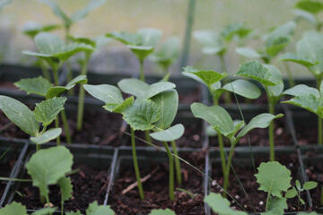 Sprout Plant Seedling Garden Farm