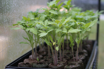 Sprout Plant Seedling Garden Farm